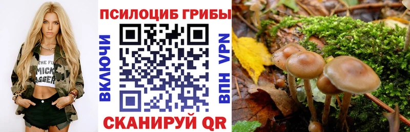 мега зеркало  Яблоновский  Псилоцибиновые грибы Psilocybe  цена наркотик 